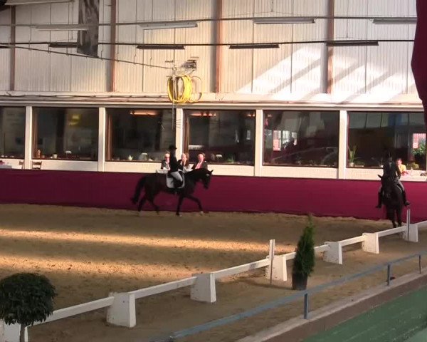 Pfingst - Dressur und Springturnier Borken 2014