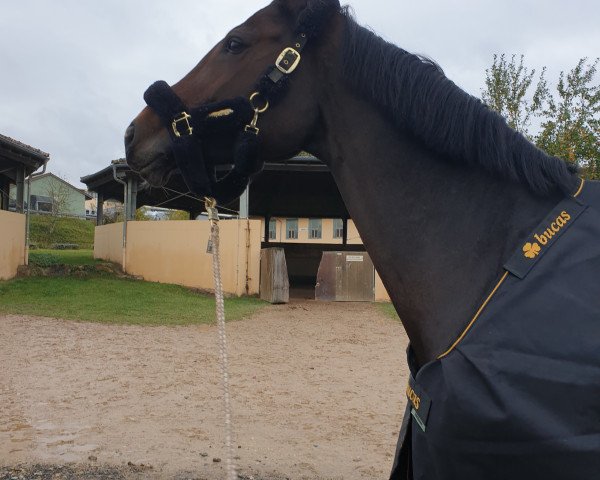 jumper Landliebe 53 (Hanoverian, 2010, from Landstreicher)