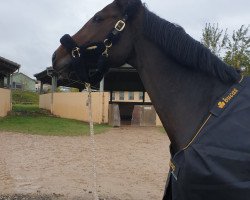 jumper Landliebe 53 (Hanoverian, 2010, from Landstreicher)