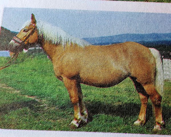 broodmare Bea (Haflinger, 1969, from Stachus 13)