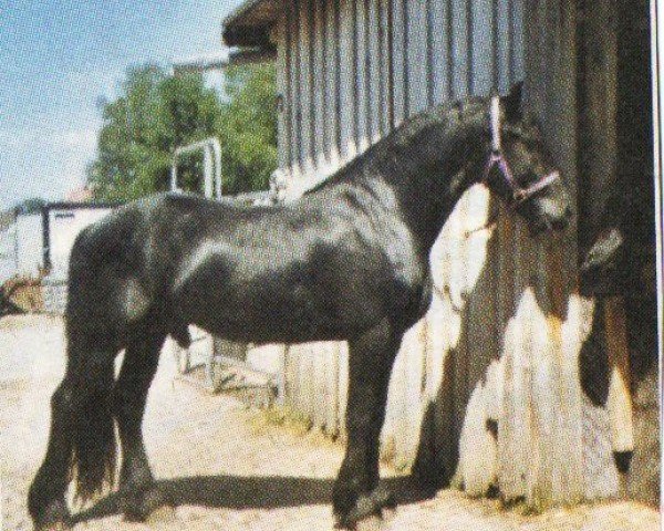 Dressurpferd Heite fan Beabuorren (Friese, 2002, von Tsjerk 328)