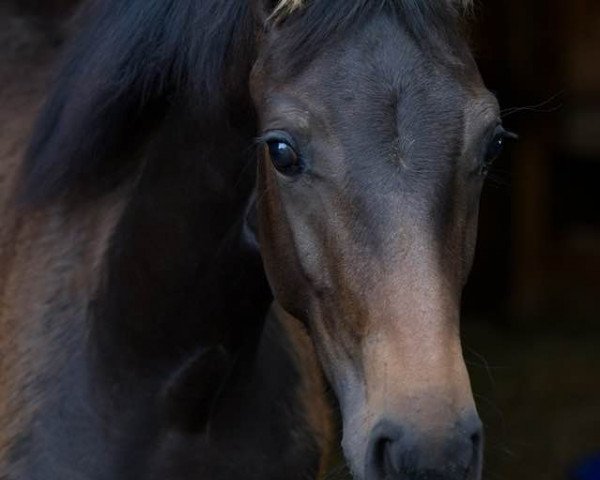 horse Stutfohlen von For Dance x Millennium (Oldenburg, 2020, from For Dance)