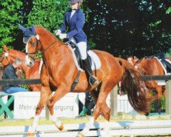 Dressurpferd Djaro (Rheinländer, 2008, von Dramatic)