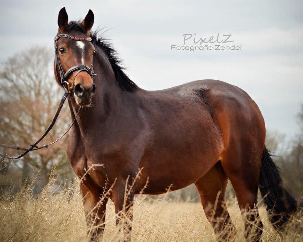 horse Quintana L (Westphalian, 2017, from Quotenkoenig 2)