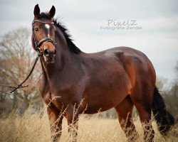 horse Quintana L (Westphalian, 2017, from Quotenkoenig 2)
