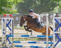 Springpferd Graziano 133 (Pony ohne Rassebezeichnung, 2012)