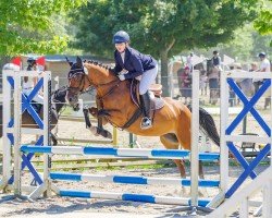 dressage horse Immentals Baltic Countess (German Riding Pony, 2007, from Baltic Dream)