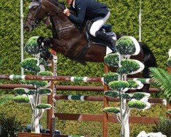 Springpferd Qrazy van 't Landouwehof (Belgisches Warmblut, 2016, von Cornet Obolensky)