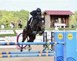 Cavallo da salto Cosamia S (Hannoveriano, 2018, di K.i Checkter)