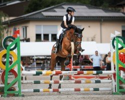 jumper Classic de Muze (Oldenburg show jumper, 2016, from London)