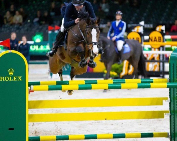 broodmare van Schijndel's Olaya Z (Zangersheide riding horse, 2012, from Ogano Sitte)