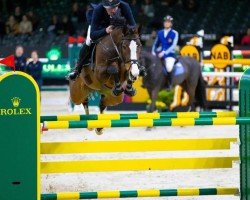broodmare van Schijndel's Olaya Z (Zangersheide riding horse, 2012, from Ogano Sitte)
