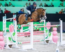 jumper van Schijndel's Gladstone (KWPN (Royal Dutch Sporthorse), 2011, from Grison van den Bisschop)
