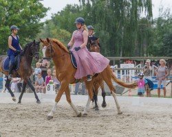 dressage horse Quater Boy (Hanoverian, 2008, from Quaterback)