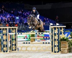 jumper Did It Again L Z (Zangersheide riding horse, 2017, from Dominator 2000 Z)