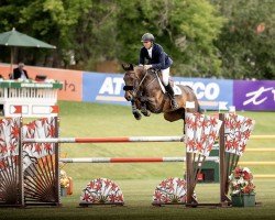 jumper El Hosdi van Beek Z (Zangersheide riding horse, 2016, from El Salvador)