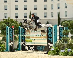 jumper Kariludine S (KWPN (Royal Dutch Sporthorse), 2015, from Dallas VDL Z)