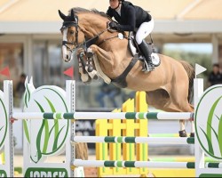 jumper Nardocchio van de Blauwendraad (KWPN (Royal Dutch Sporthorse), 2018, from Hotspot)