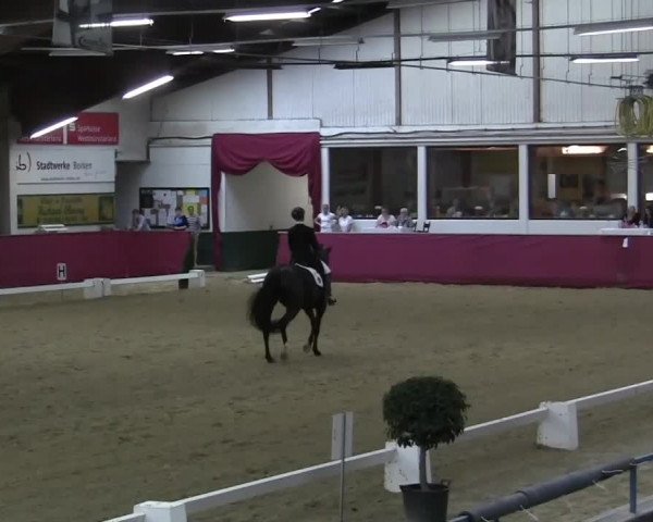 Pfingst - Dressur und Springturnier Borken 2014