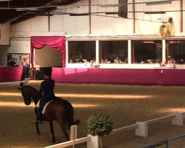 Pfingst - Dressur und Springturnier Borken 2014