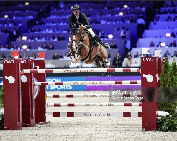 Springpferd Jordan Molga M (KWPN (Niederländisches Warmblut), 2014, von Etoulon VDL)