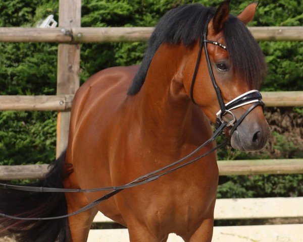 horse Steverheides Nikita (German Riding Pony, 2022, from Fs Numero Uno)