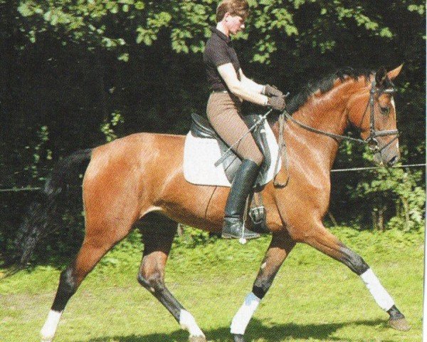 dressage horse Coco Madmoiselle (Westphalian, 2003, from Chequille 2)