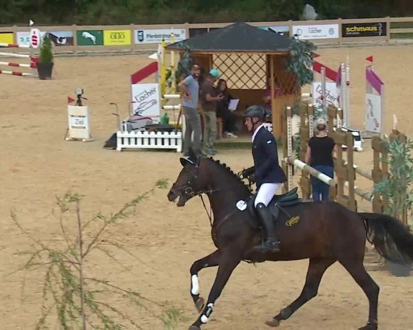 Reitturnier Tiefenhof/Opf. 2025