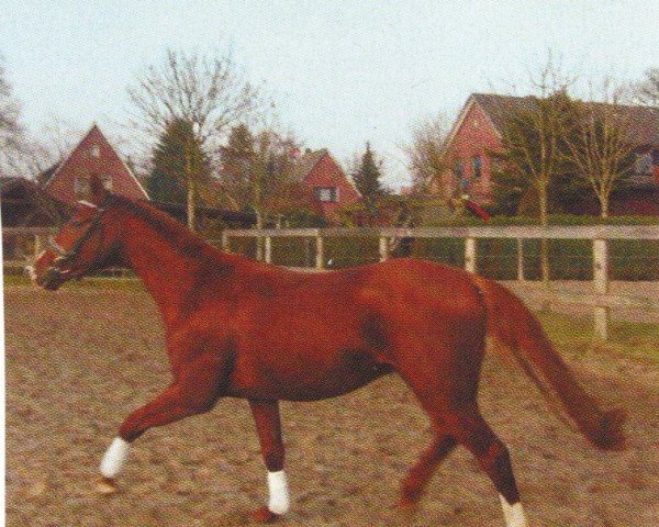 Dressurpferd Heini (Hannoveraner, 2002, von Weltissimo 3)
