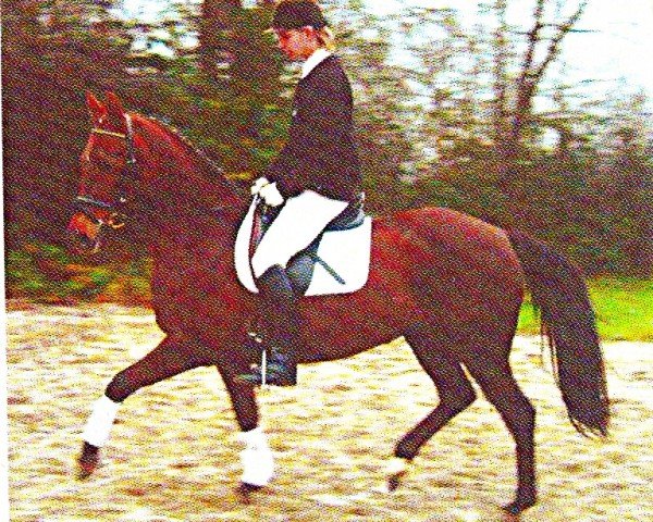 broodmare Carrera (German Riding Pony, 1994, from Viktoria's Chirac)