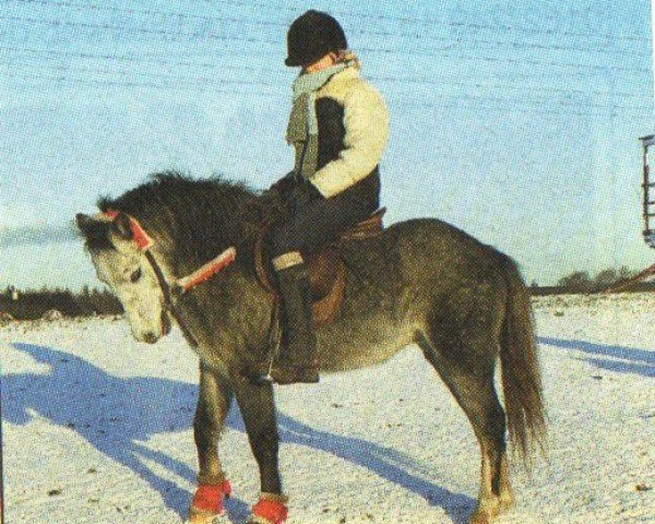 Pferd Tuffy Too (Welsh Mountain Pony (Sek.A), 2000, von Baledon Jerimiah)