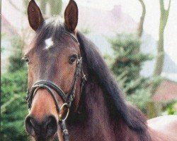 jumper Champina 2 (German Warmblood, 2008, from Champ 163)