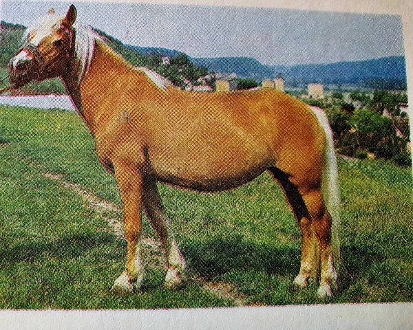 broodmare Elke H 121 (Haflinger, 1968, from Stachus 13)