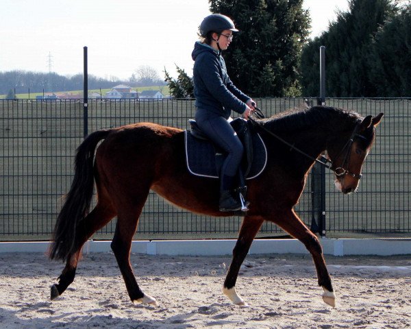 horse Waianti B (German Sport Horse, 2018, from Dipylon)