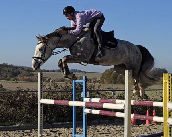 jumper Utkan Z (Zangersheide riding horse, 2020, from Untouchable)