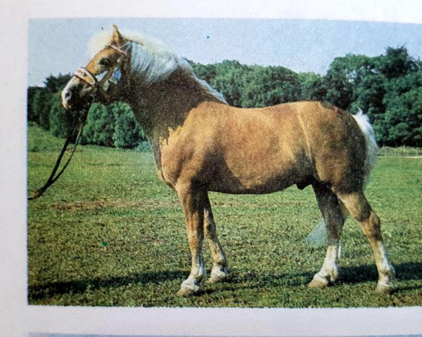 Deckhengst Saturn 93 (Haflinger, 1979, von Salamander 53) Deckhengst Saturn 93 (Haflinger, 1979, von Salamander 53)