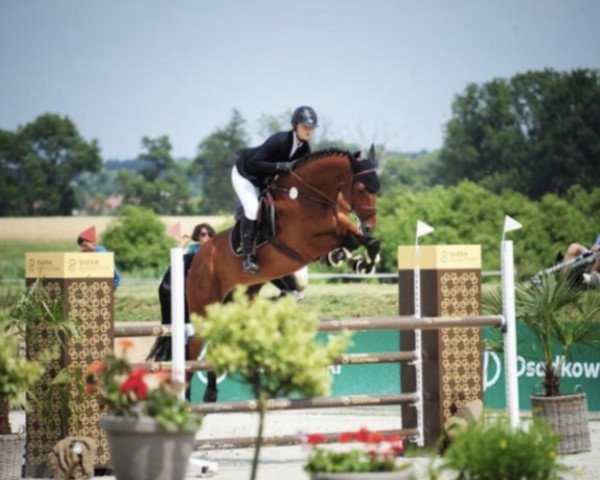 jumper Grogory (KWPN (Royal Dutch Sporthorse), 2011, from Up To Date)