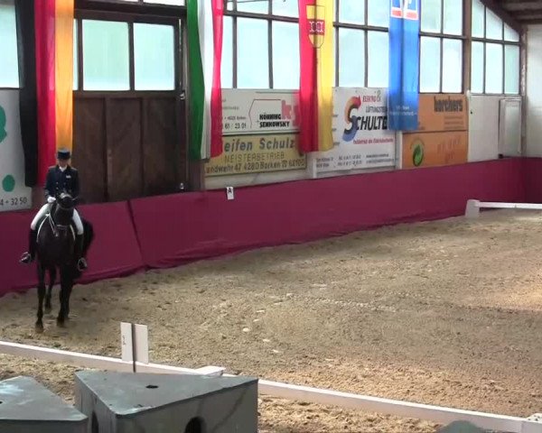 Pfingst - Dressur und Springturnier Borken 2014