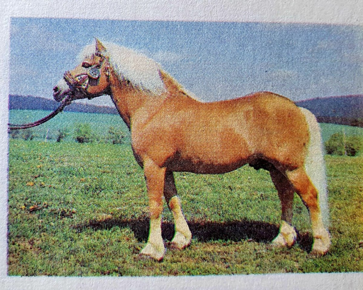 Deckhengst Sallus 63 (Haflinger, 1974, von Stachus 13)