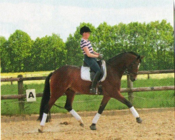 dressage horse Bella Donna 99 (Hanoverian, 2009, from Benidetto)