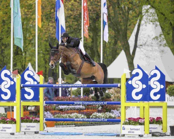 Springpferd Icarronne-S (KWPN (Niederländisches Warmblut), 2013, von Carrera VDL)