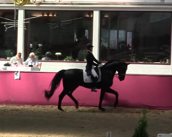 Pfingst - Dressur und Springturnier Borken 2014
