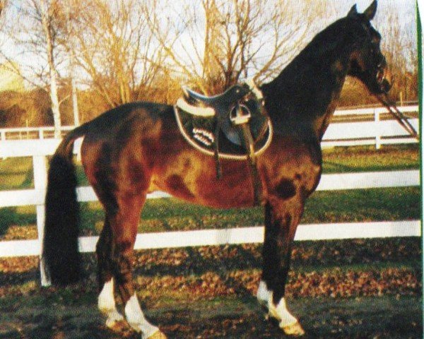 jumper Präsident 4 (Westphalian, 1996, from Perplex)