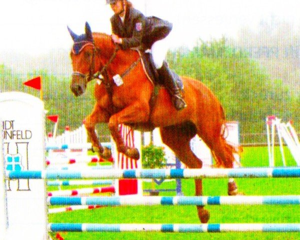horse Sullyvan 7 (Oldenburg, 2003, from Sterntänzer)