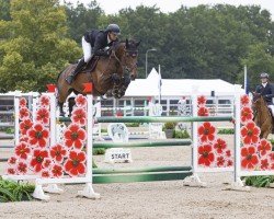 jumper Diva (Oldenburg show jumper, 2017, from Diamant de Semilly)