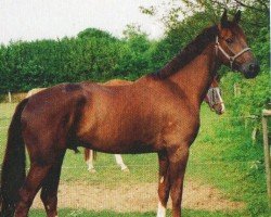 Horse Bon Jovi 60 (Hanoverian, 1999, from Plural)