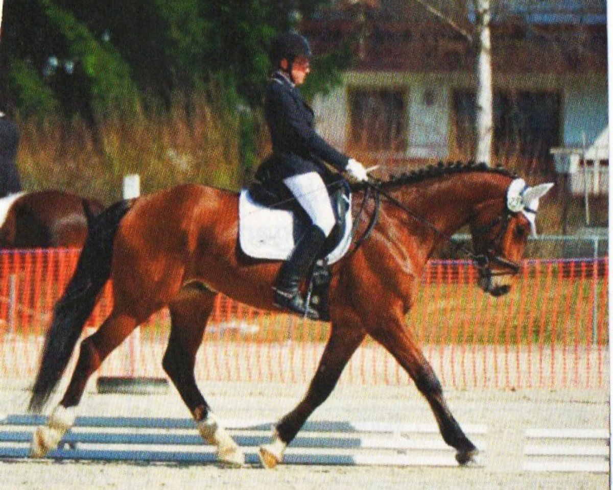 Dressurpferd Laruso 8 (Bayer, 2003, von La Pilot)