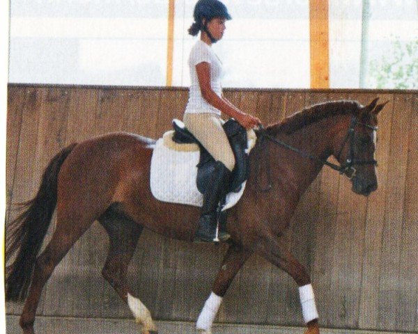 dressage horse Prima Donna 35 (German Riding Pony, 1999, from Cap Cennedy N)