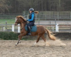 Springpferd Moorkieker Big Ben (Welsh Pony (Sek.B), 2018, von Pinturas Big Daylight)