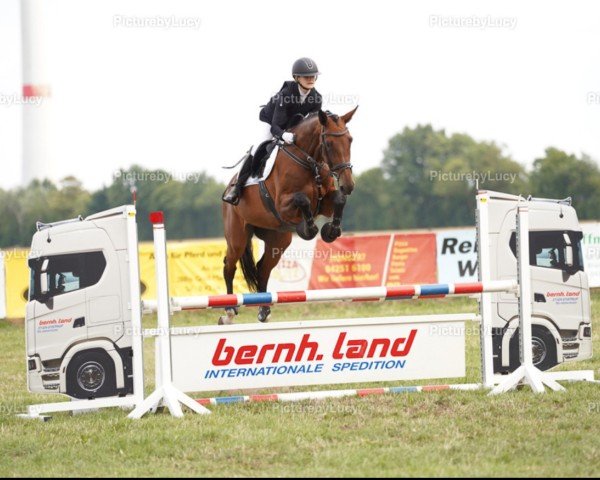 broodmare Clara 174 (Holsteiner, 2012, from Clearway) broodmare Clara 174 (Holsteiner, 2012, from Clearway)